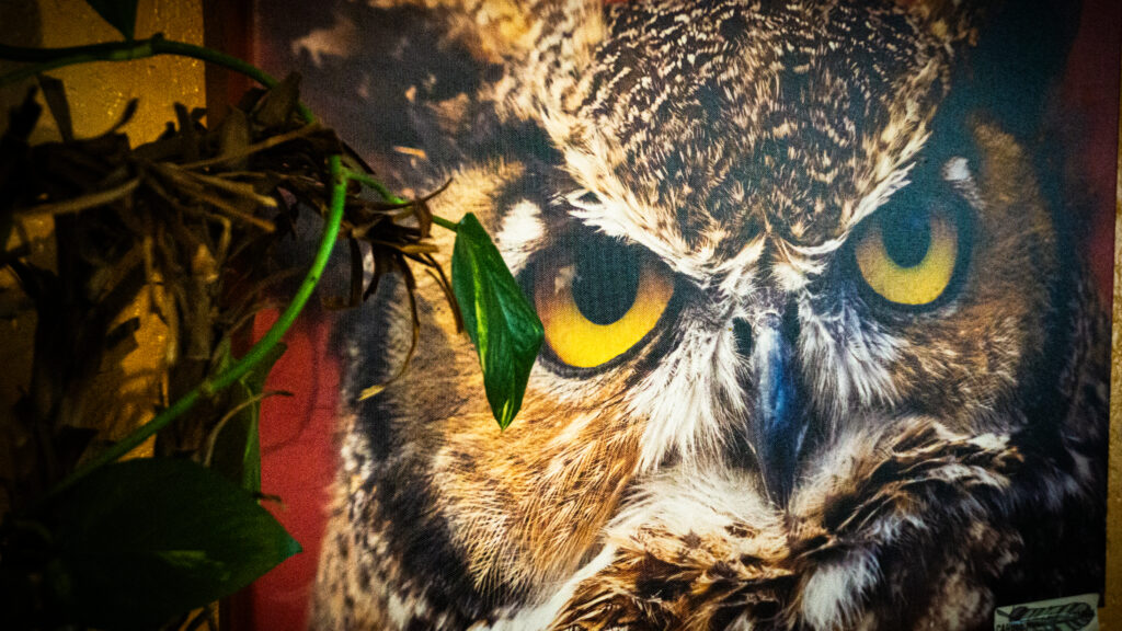 A framed owl print on display on the wall at Higher Grounds Cafe